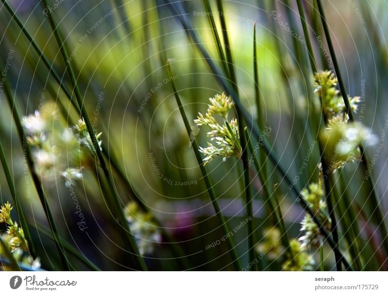 Cane Common Reed biotopes Walking stick Grass blades of grass reed stem Grassland Nature Flower Floral meadow herb Environment Verdant background cover Biology