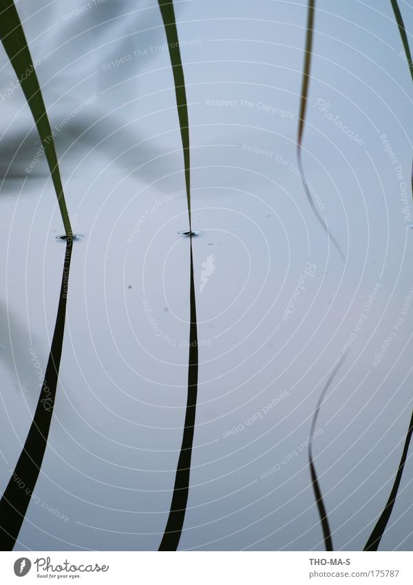 Dive in together Landscape Animal Water Plant Grass Foliage plant Lakeside Common Reed Blade of grass dale Netherlands Stripe Circle Touch Infinity Near Point