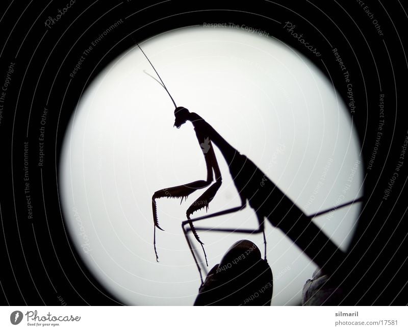 E.T. Praying mantis Insect Full  moon Extraterrestrial Transport flying insect Extraterrestrial being