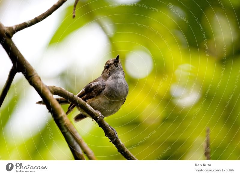 BirdPerspective Nature Animal Sun Sunlight Beautiful weather Plant Foliage plant Wild plant Leaf canopy Animal face Wing Zoo Sparrow 1 To hold on Flying Feeding