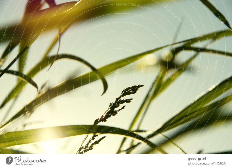 laying back, head in the grass Colour photo Exterior shot Deserted Day Evening Light Contrast Reflection Light (Natural Phenomenon) Sunlight Sunbeam