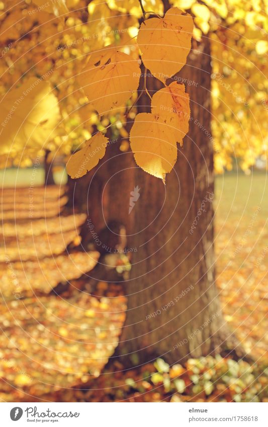 Autumn with the Linde family Beautiful weather Tree Leaf Lime leaf Lime tree Tree trunk Branch Row of trees Park twilight years To fall Hang Bright Dry Yellow