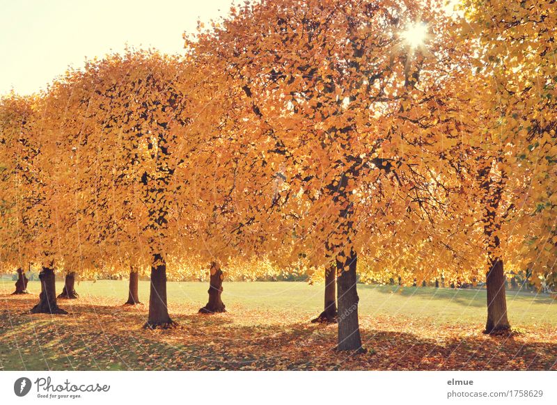 linden sun Sun Autumn Beautiful weather Tree Leaf Lime tree Autumn leaves Avenue Park golden autumn Retirement Blonde Bright Yellow Gold Happy