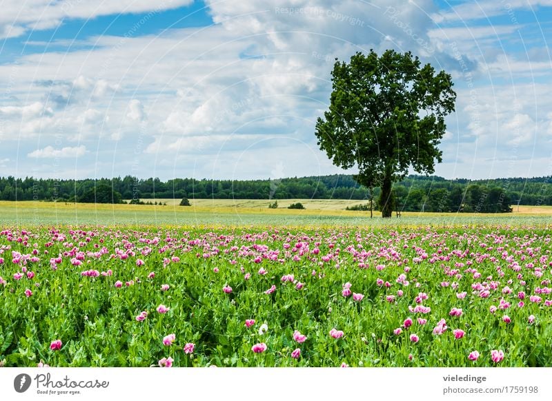 Poppy field at the roadside Trip Summer Nature Landscape Plant Clouds Spring Beautiful weather Tree Flower Blossom Agricultural crop Meadow Field Blossoming