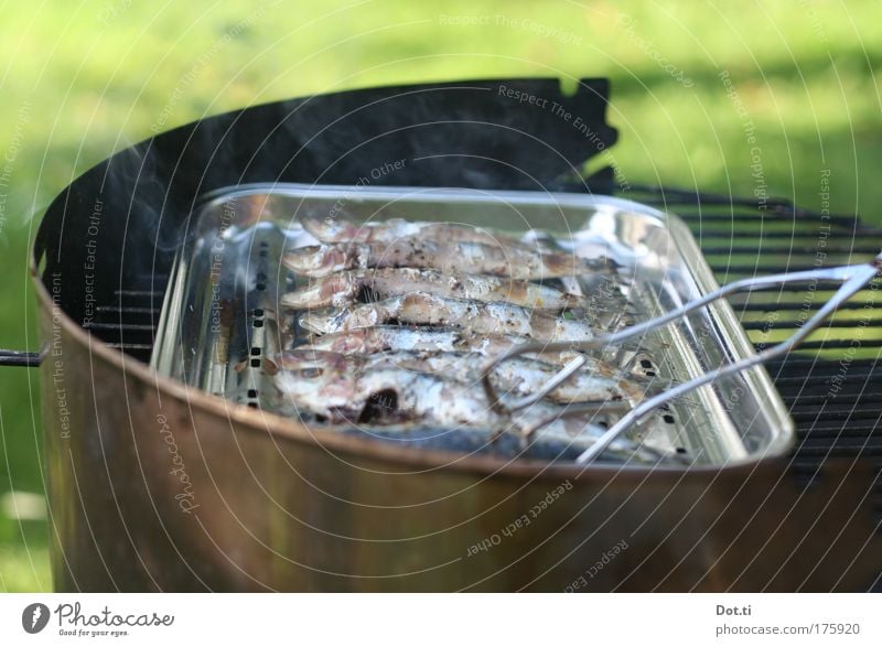 sardinade Colour photo Exterior shot Deserted Copy Space top Copy Space bottom Day Contrast Food Fish Nutrition Leisure and hobbies Hot Barbecue (event) Grill
