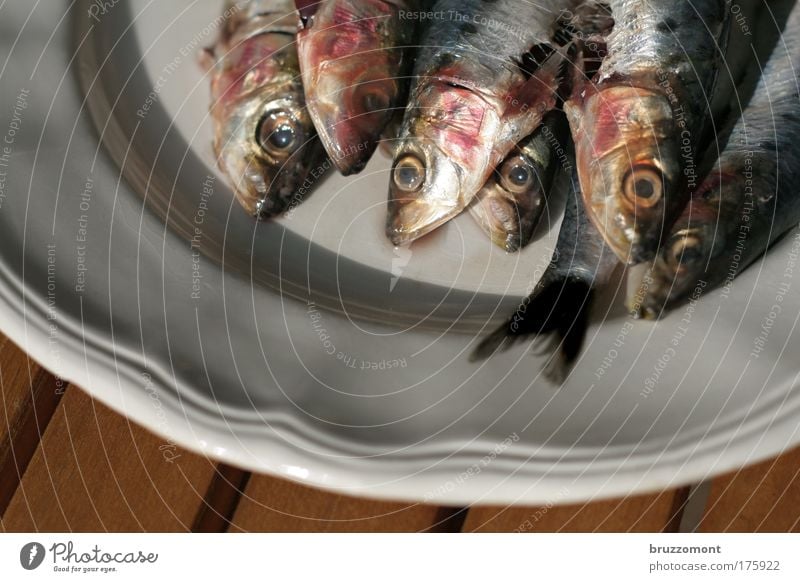 Fish from the head Sardine Plate Food Blood Crockery glaze Eyetail Scales Fin Looking Death Nutrition Fishing (Angle)