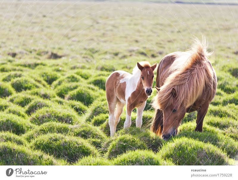 Icelandic horse with her colt. Iceland Summer Nature Landscape Animal Clouds Grass Coat Horse Green Black White rcaucino Europe breeding cold icelandic