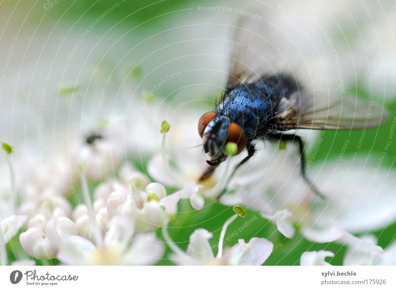 Beauty is relative! Environment Nature Plant Animal Blossom Wild animal Fly Hideous Blue Green Black White Appetite Thirst unloved Wing Eyes Transparent Looking