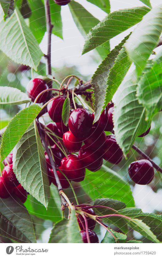 franconian switzerland cherry harvest Food Fruit Nutrition Eating Picnic Organic produce Vegetarian diet Slow food Healthy Healthy Eating Fitness Life