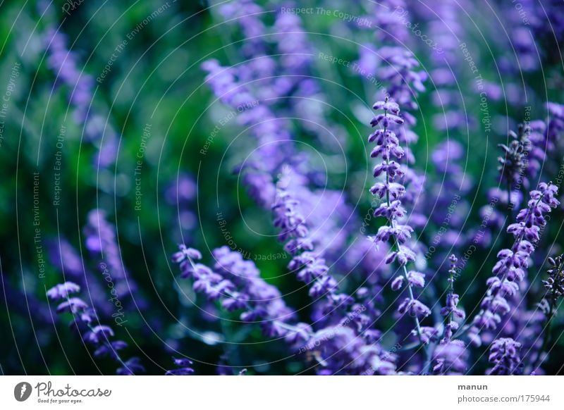 violet Colour photo Exterior shot Pattern Structures and shapes Copy Space left Copy Space top Day Contrast Sunlight Shallow depth of field Central perspective