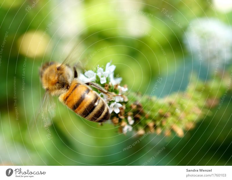 busy bee Honey Honey bee Healthy Summer Garden Bee-keeper Bee-keeping Plant Flower Blossom Herbs and spices Herb garden Park Beehive 1 Animal Blossoming