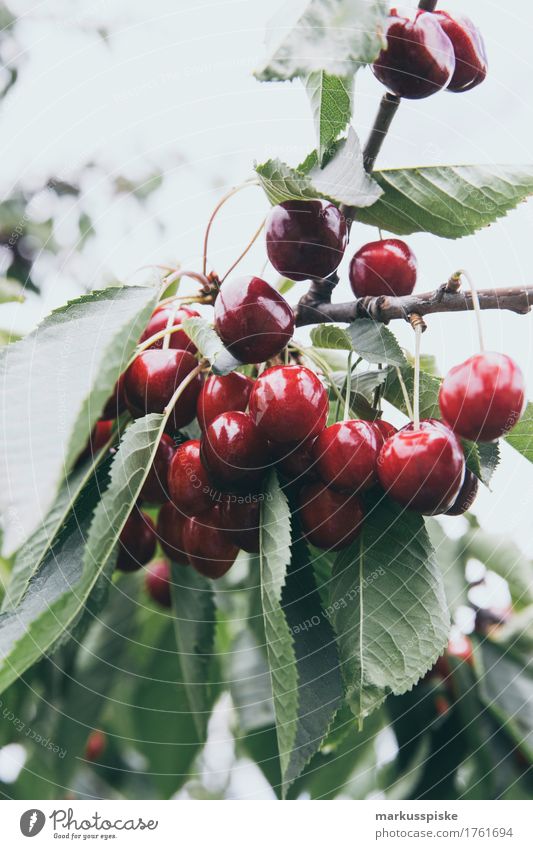 ripe fresh organic cherries Food Fruit Cherry Cherry tree Cherry tree bark Cherry tree wood Fuit growing Fruit trees Nutrition Eating Picnic Organic produce