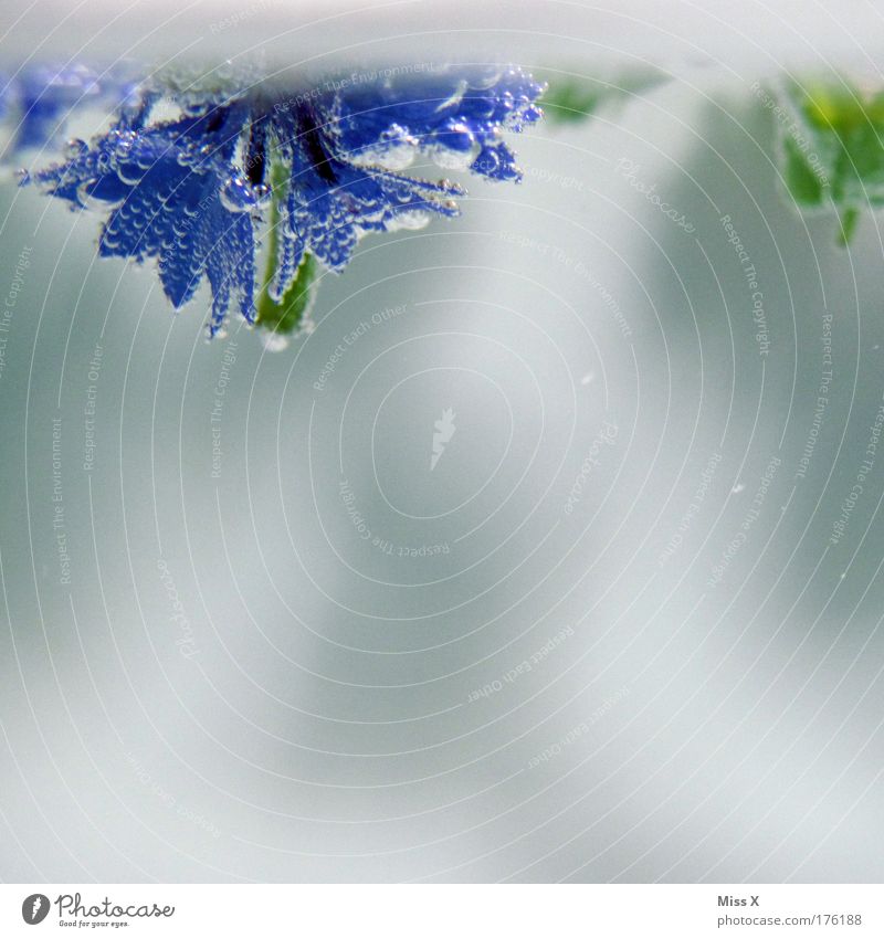 Cornflowers in water Colour photo Multicoloured Close-up Detail Macro (Extreme close-up) Underwater photo Deserted Copy Space right Copy Space bottom