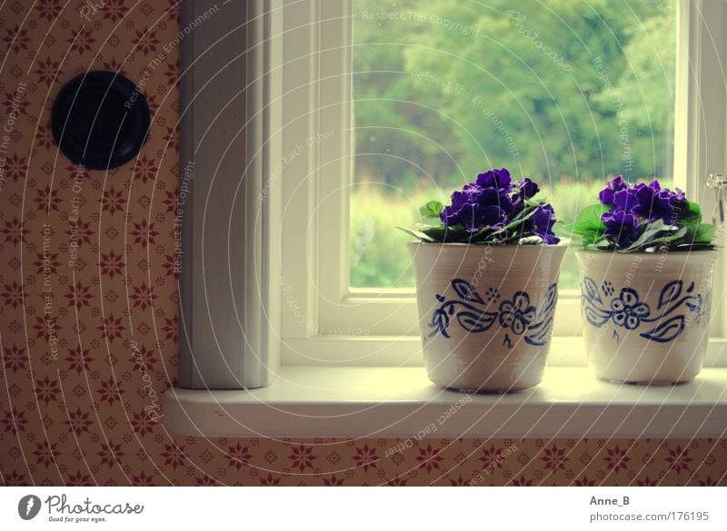 Swedish Flower Power Living or residing Flat (apartment) House (Residential Structure) Decoration Wallpaper Plant Blossom Pot plant Dream house Garden Window