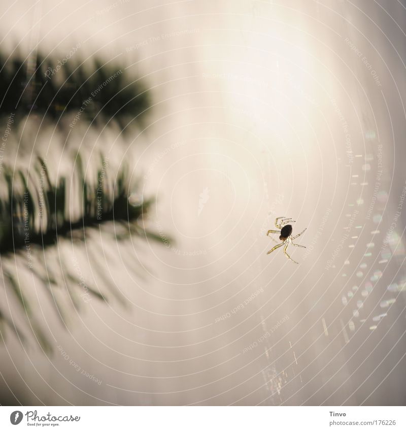 itsy bitsy spider Subdued colour Exterior shot Close-up Copy Space top Copy Space bottom Day Light Contrast Silhouette Reflection Back-light Spider 1 Animal