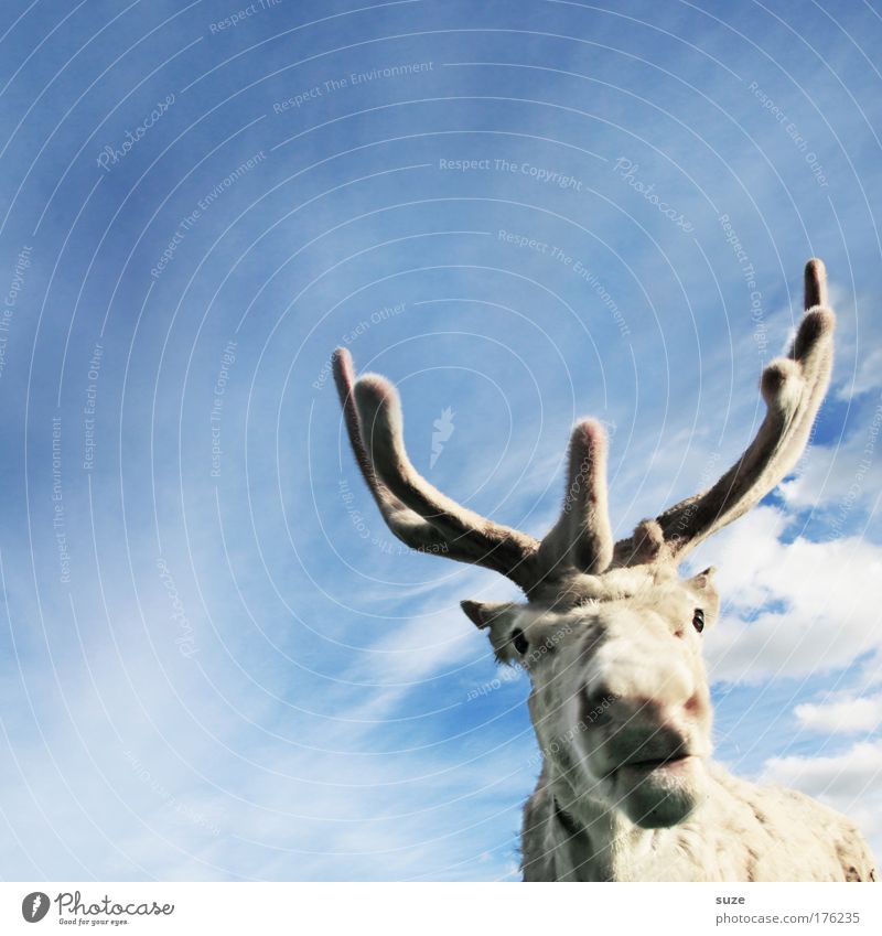 rudi Lifestyle Environment Sky Animal Farm animal Wild animal Reindeer 1 Funny Cute Blue White Hope Belief Assistant Antlers Animal face Fantastic Colour photo