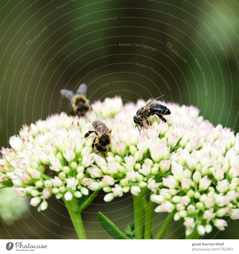 bee excursion Environment Nature Plant Summer Beautiful weather Flower Foliage plant Animal Bee 3 Group of animals Success Near Multicoloured Green Appetite