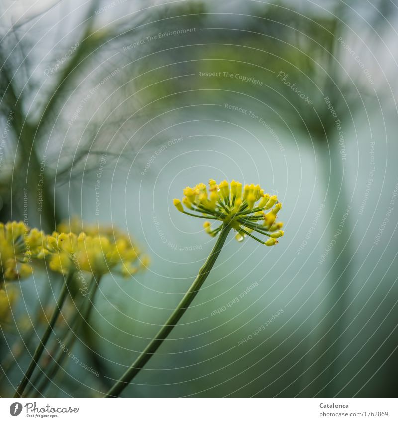 fennel blossom Environment Nature Plant Drops of water Summer Bad weather Rain Fennel Garden Vegetable garden Blossoming Fragrance Fresh Wet pretty Yellow Gray