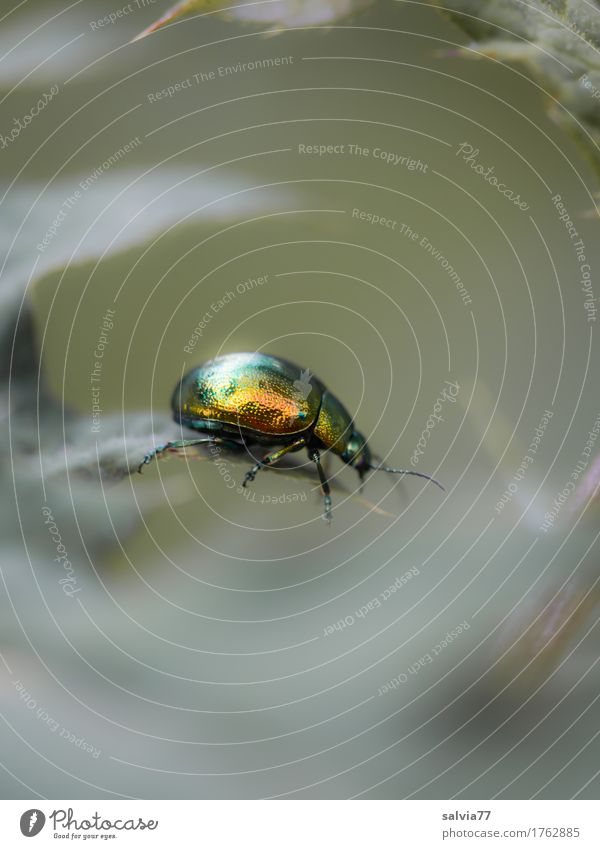 great guy Environment Nature Plant Animal Summer Leaf Foliage plant Wild animal Beetle mint beetle 1 Glittering Crawl Above Beautiful Gold Gray Green Colour