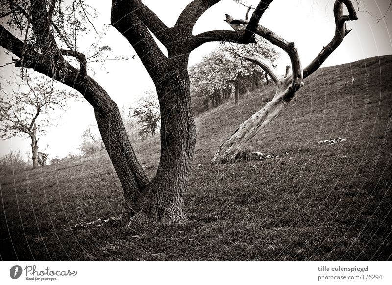 /// Black & white photo Exterior shot Experimental Pattern Copy Space left Day Nature Landscape Bad weather Tree Meadow Hill Exceptional Dark Uniqueness White