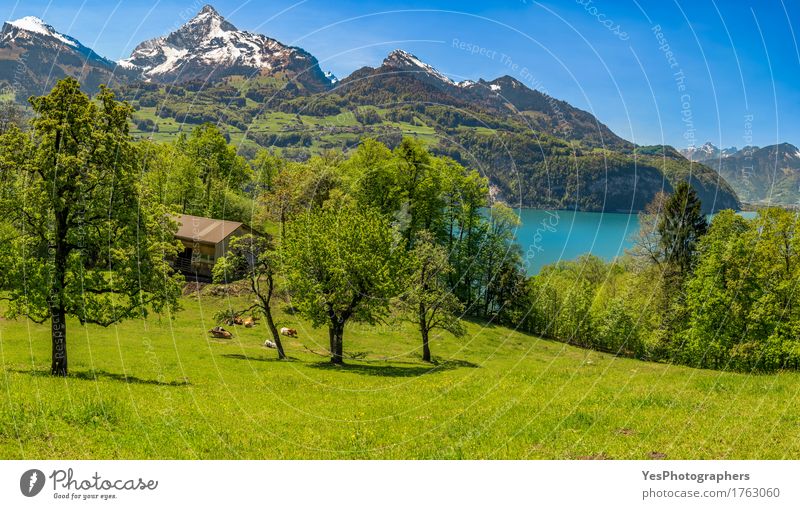 Swiss alpine scenery Beautiful Relaxation Meditation Vacation & Travel Tourism Camping Summer Summer vacation Sun Mountain Going out Nature Landscape Tree Grass