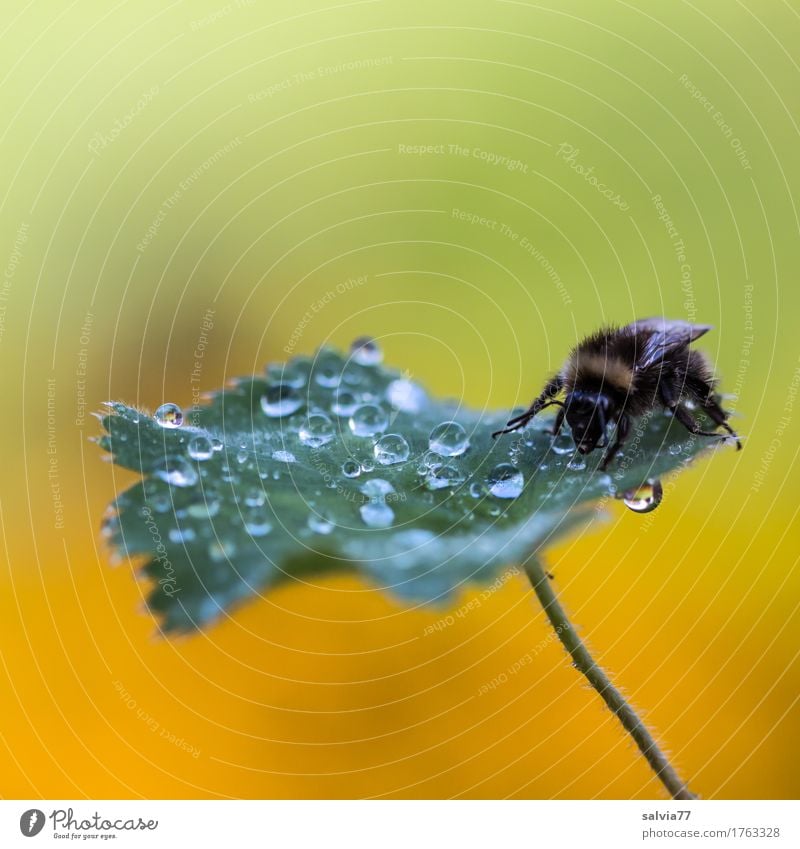 Early in the morning Harmonious Environment Nature Drops of water Spring Plant Leaf Garden Animal Insect Bumble bee 1 Crawl Drinking Fresh Yellow Green Calm