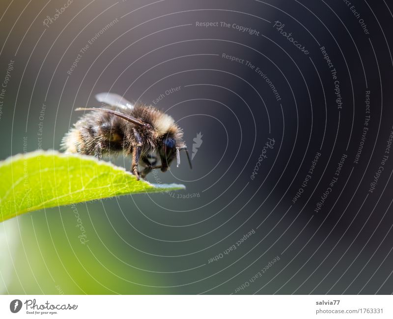 Is she flying or not? Environment Nature Plant Animal Spring Summer Leaf Garden Bumble bee Insect 1 Crawl Free Above Brown Gray Green Beginning Mobility Break