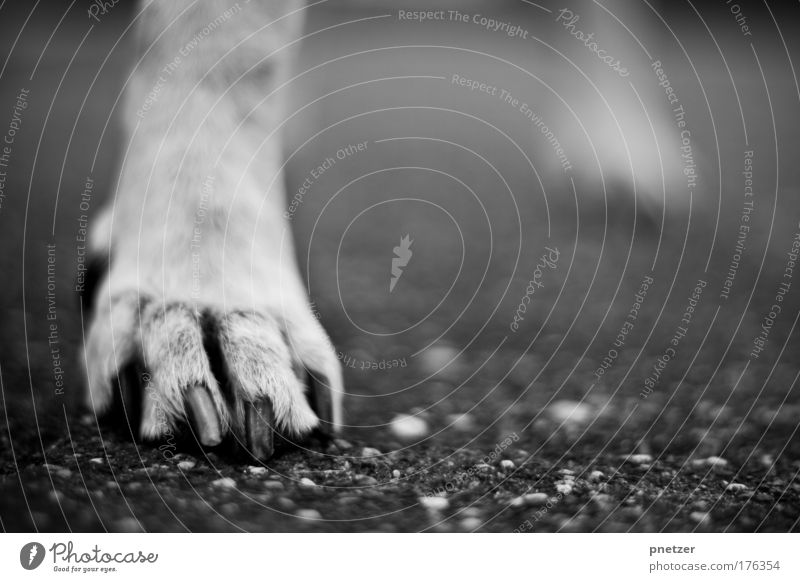 paw Black & white photo Exterior shot Deserted Copy Space right Day Shallow depth of field Worm's-eye view Nature Places Street Animal Pet Dog Paw 1 Discover