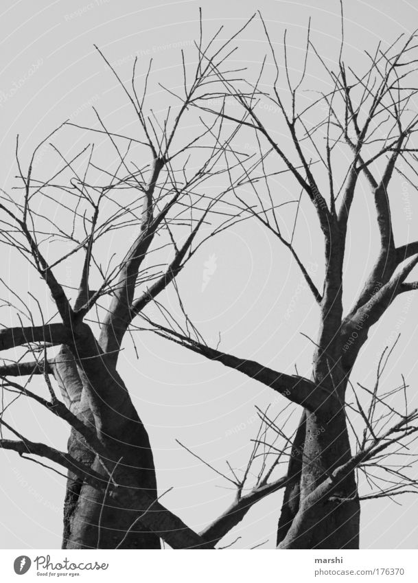 dark existence Black & white photo Exterior shot Environment Nature Autumn Winter Plant Tree Old Threat Large Creepy Gray Fear Dark Branch Eerie Branched