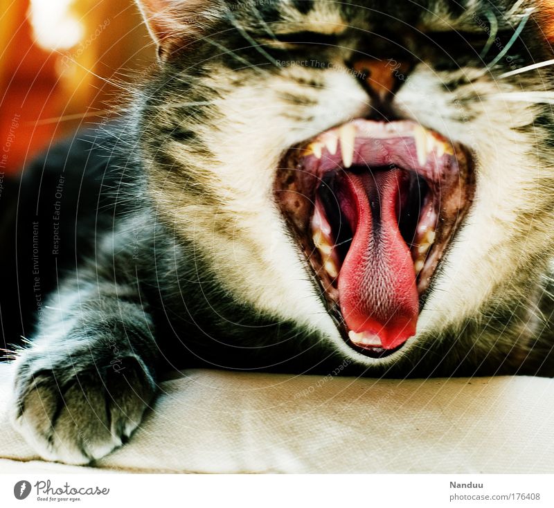 Predator! Colour photo Multicoloured Interior shot Deserted Day Closed eyes Pet Cat 1 Animal Funny Yawn Boredom Fatigue Tongue Set of teeth Throat Bad breath