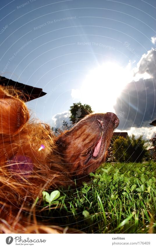 Weekend' and sunshine ..... Dog Irish setter man's best friend Relaxation rest Break Just let five be Calm digest be eager to eat