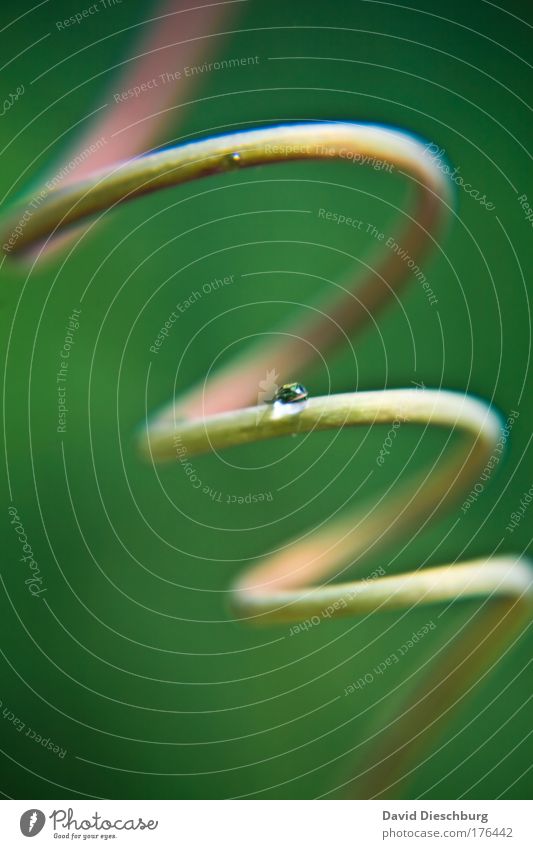 Alone @ the spiral Colour photo Exterior shot Close-up Detail Macro (Extreme close-up) Day Contrast Sunlight Blur Nature Plant Water Drops of water Green Spiral