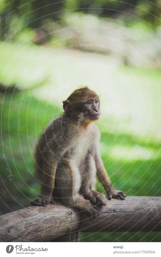 little monkey Animal Zoo Monkeys 1 Baby animal Cuddly Green Colour photo Exterior shot Deserted Day Shallow depth of field