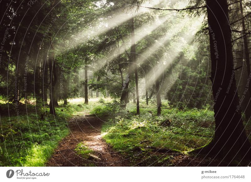sunrays Environment Nature Sun Sunlight Summer Fog Forest Beautiful Warmth Adventure Discover Relaxation Freedom Vacation & Travel Far-off places Target