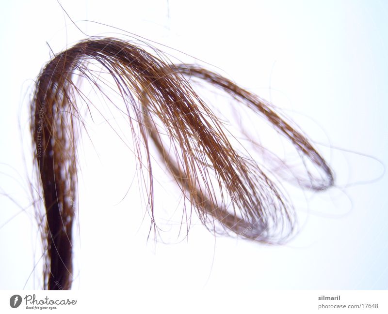 Lure III Tattered Beautiful Hair sample Strand of hair Shock of hair Dark-haired Brunette Split hairs Hairdressing Spiral Curved Women´s hair Curly