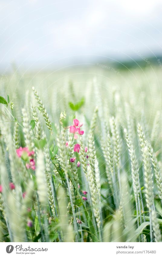 cereals Colour photo Subdued colour Exterior shot Deserted Copy Space top Day Environment Nature Plant Summer Field Healthy Green Sweet pea Pink Wheat Grain