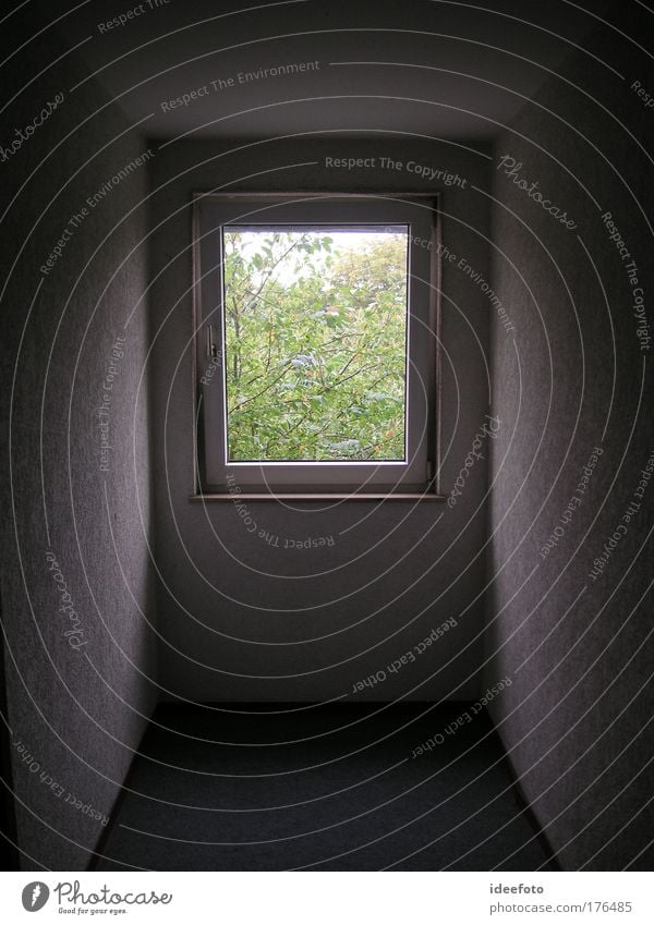 Window with view Colour photo Interior shot Deserted Morning Long shot Looking window plants Hallway Corridor Bright spot Vista Vanishing point Shadow play