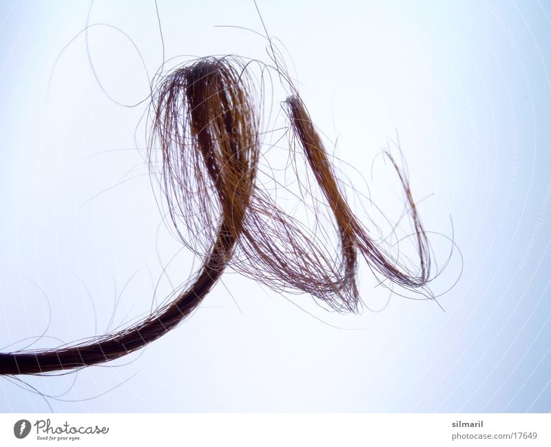Lure II Curl Women´s hair Spiral Bright background Isolated Image Object photography Hairdressing Tip of the hair Split hairs Curly Tattered Beautiful