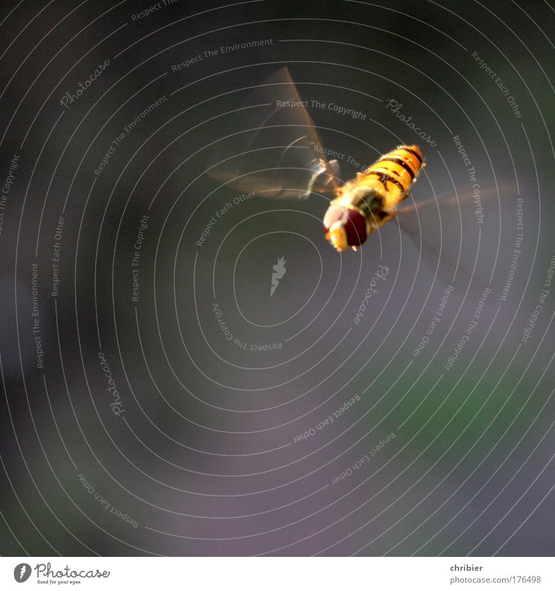 Sharp ass! Animal Air Summer Flower Blossom Bee Wing Hover fly 1 Flying Free Tall Near Brown Yellow Green Violet Movement Uniqueness Freedom Symmetry