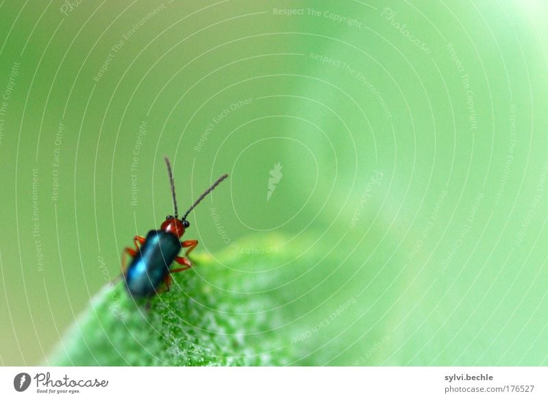The wide, wide world ... Environment Nature Plant Animal Wild animal Beetle Observe Sit Small Green Feeler Colour photo Multicoloured Exterior shot Close-up