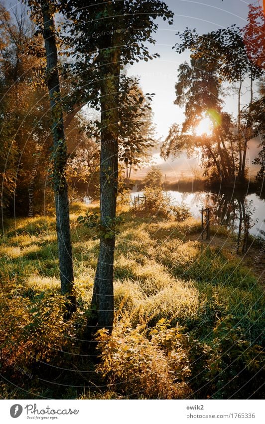 Golden Morning Environment Nature Landscape Plant Water Cloudless sky Beautiful weather Tree Grass Bushes Wild plant Brook Summer Illuminate Fantastic