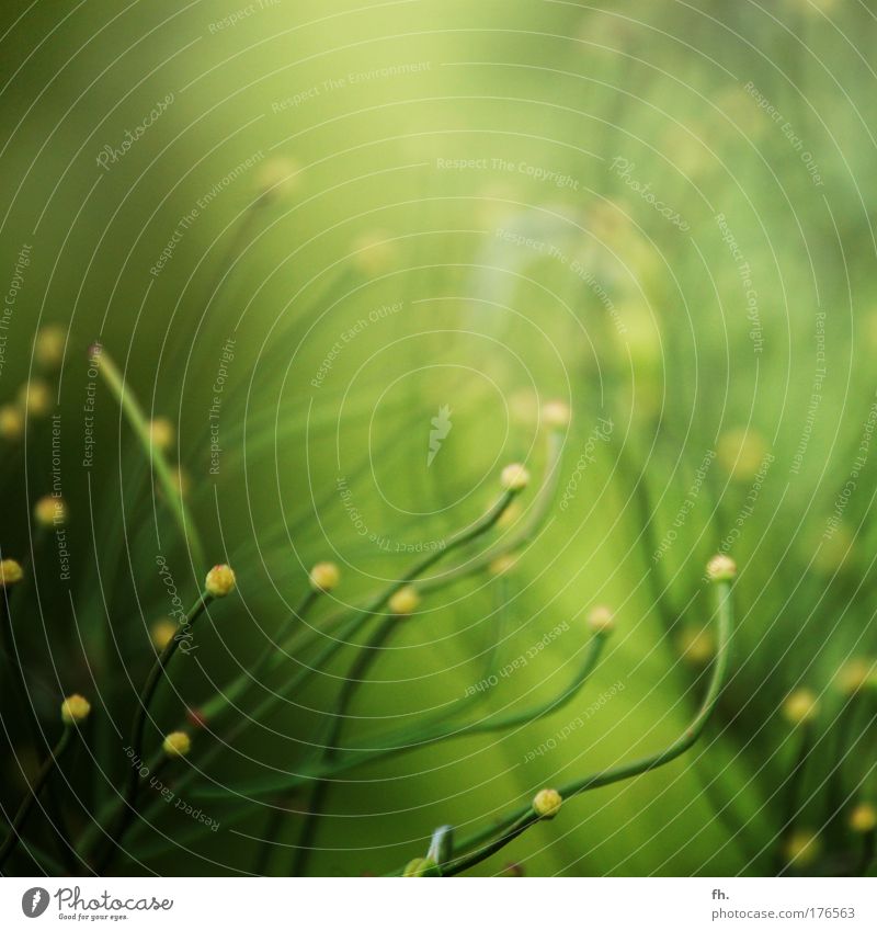 Dance of the fireflies Colour photo Close-up Deserted Copy Space top Morning Day Light Contrast Light (Natural Phenomenon) Sunbeam Blur Nature Spring Summer