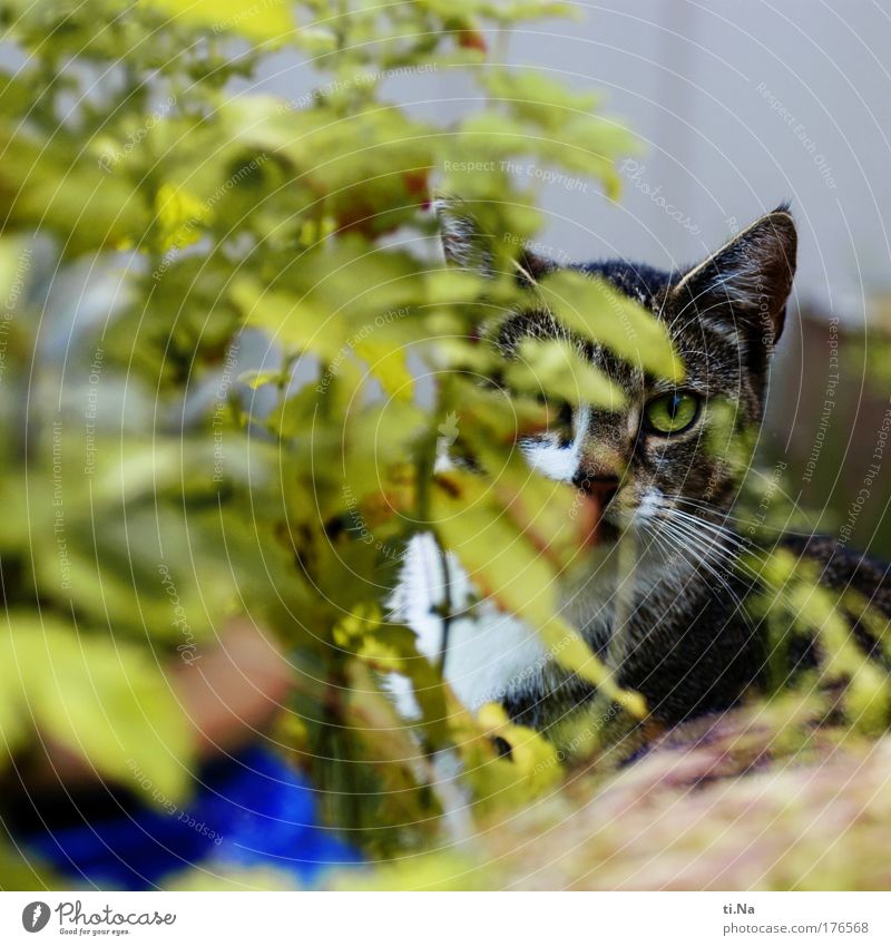 I'll see you Colour photo Exterior shot Deserted Day Animal portrait Looking Looking into the camera Environment Nature Plant Garden Pet Wild animal Cat
