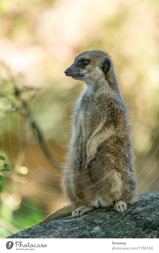 guard Nature Animal Summer Beautiful weather Wild animal Meerkat 1 Observe Sit Watchfulness Curiosity Colour photo Exterior shot Deserted Day Light Shadow