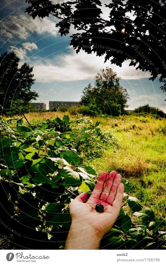 organic Masculine Hand Fingers Environment Nature Landscape Plant Sky Clouds Horizon Summer Climate Beautiful weather Tree Grass Bushes Leaf Wild plant Hedge