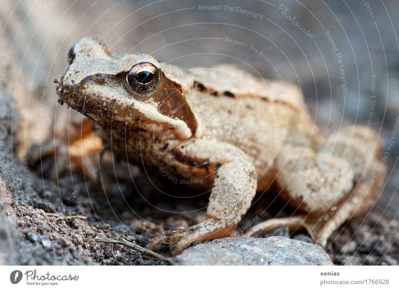 Frog perspective: full body shot of a frog Animal spring frog Grass frog Summer Mountain Stone Jump Curiosity Brown Gold Gray Black Fairy tale Rana dalmatina