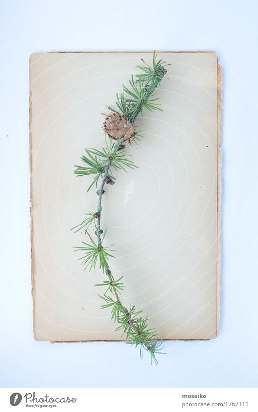 herbarium Elegant Style Design Thanksgiving Art Environment Nature Plant Paper Romance Twigs and branches Christmas tree Christmas decoration Natural Nostalgia