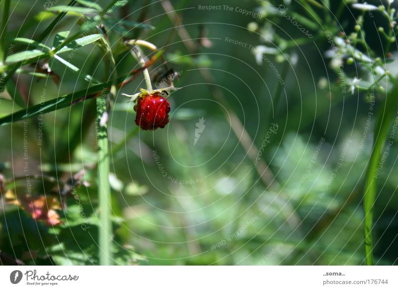 wild strawberry Colour photo Exterior shot Macro (Extreme close-up) Day Fruit Nature Plant Summer Grass To enjoy Fresh Delicious Juicy Green Red Moody Lust