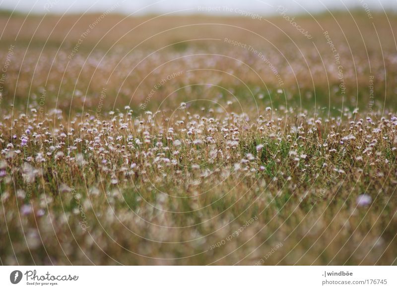 wildflower meadow Colour photo Exterior shot Close-up Deserted Day Sunlight Blur Central perspective Long shot Forward Environment Nature Landscape Earth Spring