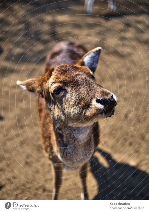 Jörg Wild animal Animal face deer Roe deer Hind 1 Happy Loyalty Curiosity Surprise Environment Colour photo Exterior shot Close-up Copy Space top Day Sunlight